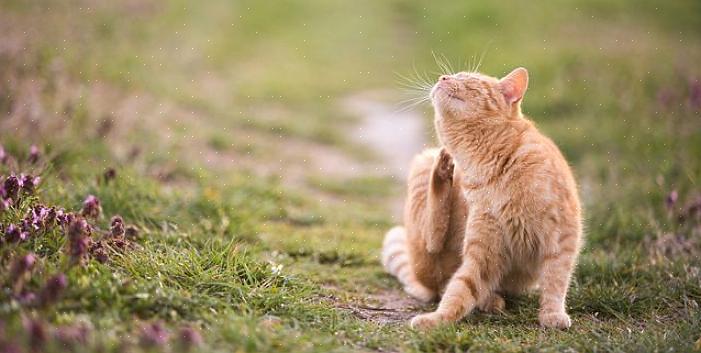 Nämä menetelmät kirppujen pitämiseksi poissa kissoista ovat erittäin tehokkaita ongelman pysäyttämisessä