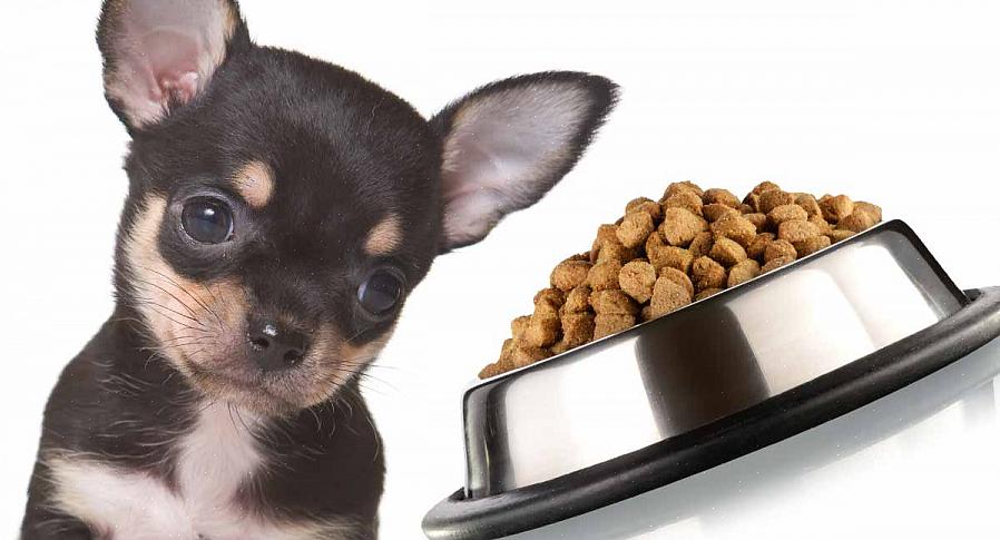 Ruoki Teacup Chihuahua säännöllisesti ensiluokkaisella koiranruokalla