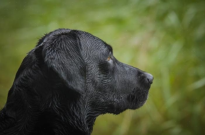 Myös valitessasi labradorinnoutaja-pentua