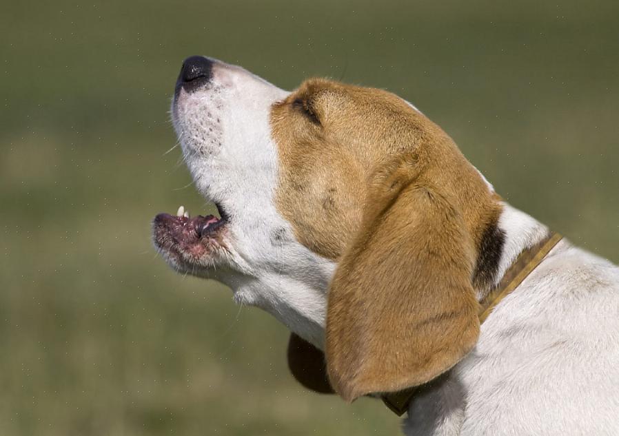 Koiran pillin käyttö on tehokas tapa kouluttaa koiria lopettamaan haukkuminen käskystä