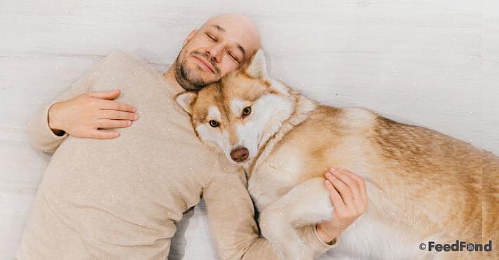 Joten on tärkeää huolehtia siperianhuskystasi oikein