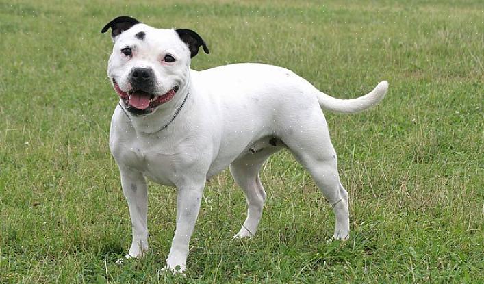 Staffordshire Bull Terrierit ovat keskikokoisia jäseniä Terrier-ryhmässä