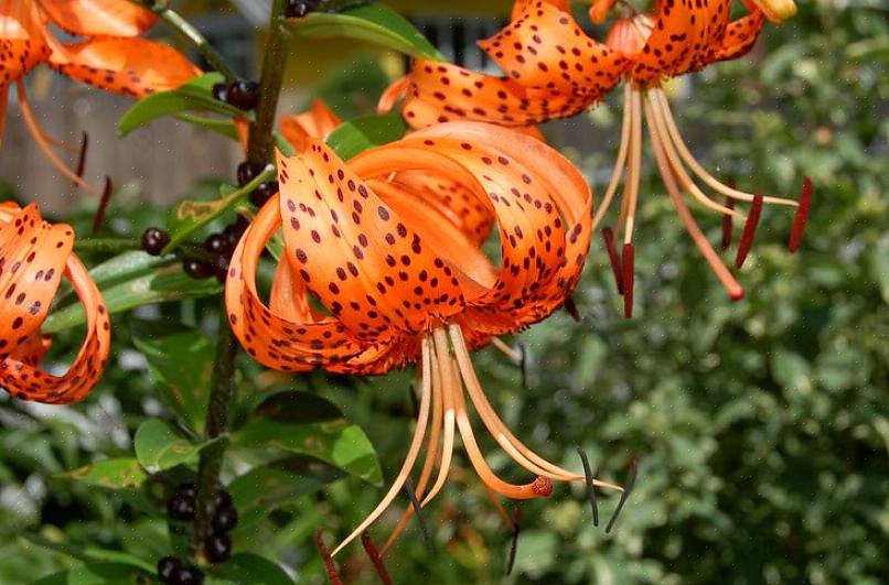 Voit yrittää olla huolehtimatta Tiger Lily -kukasta