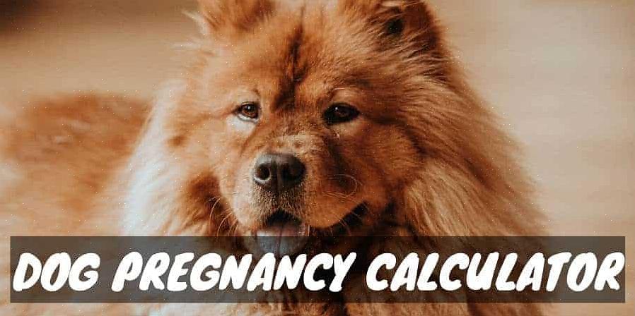Kun kaksi koiraa saa kasvattaa ovulaation aikana tai onnettomuuden aikana