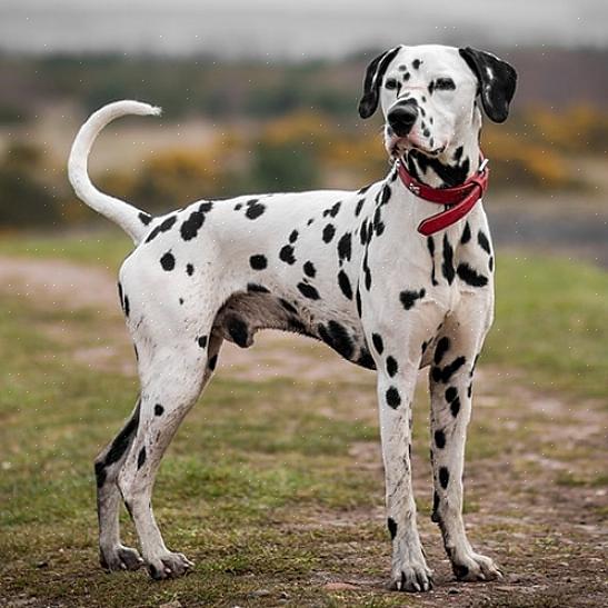 Dalmatian kunnollisen hoidon vuoksi sitä ei pidä jättää kylmään ilman suojaa