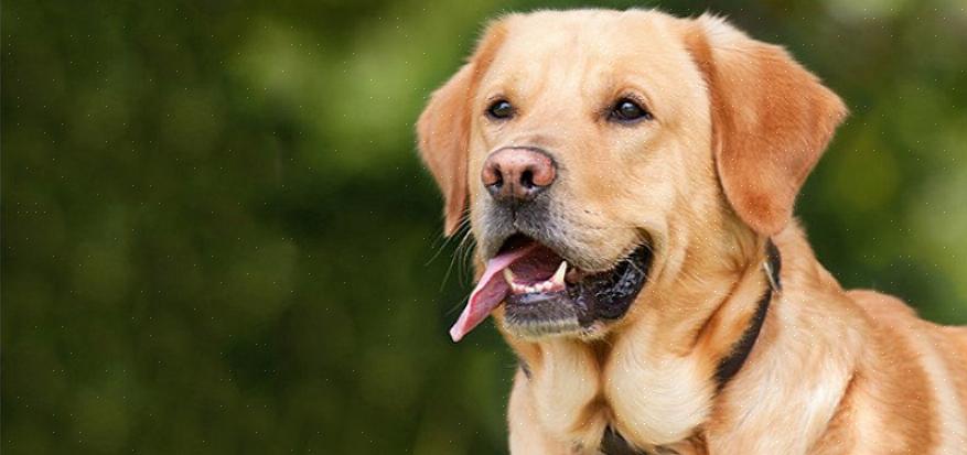 Voit käyttää tätä tilaisuutta tutkia Labradorin noutajan takki