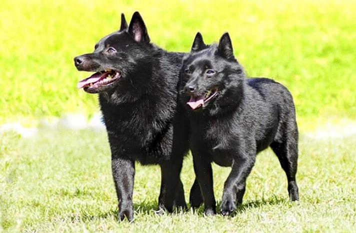 Schipperkellä voi olla sieni-iho