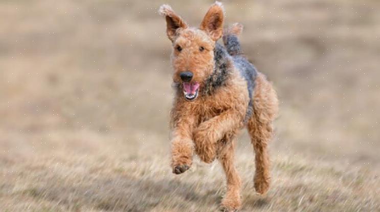 Airedale-terrieri-pentu tulisi kouluttaa aikaisin