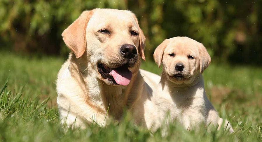 Labradorinnoutajakoirien ruokinta voidaan tehdä kerran tai kahdesti päivässä