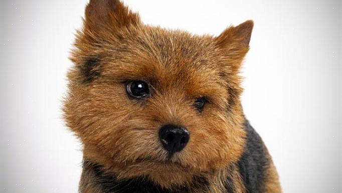 Norwich Terrier on pienin työterrierirotu