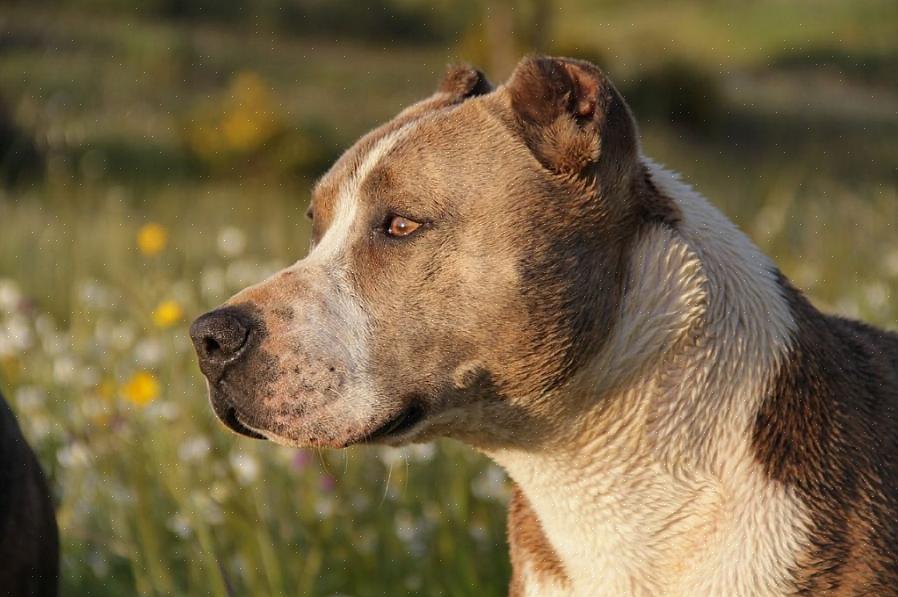 Että pidät parasta mahdollista pitbulterrieriäsi