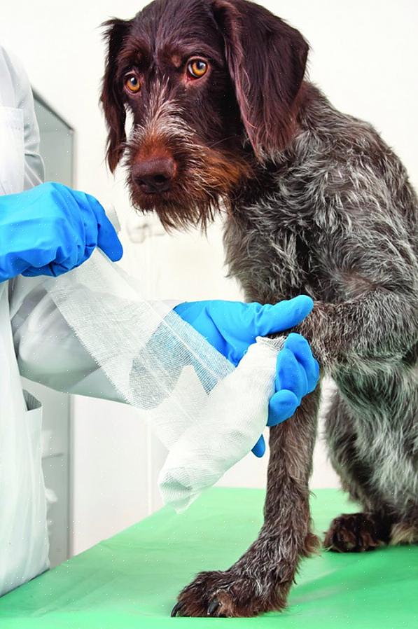 Eläinlääkäri voi vaatia koirasi käyttämään Elizabethan-kaulusta estääkseen häntä nuolemasta tassua