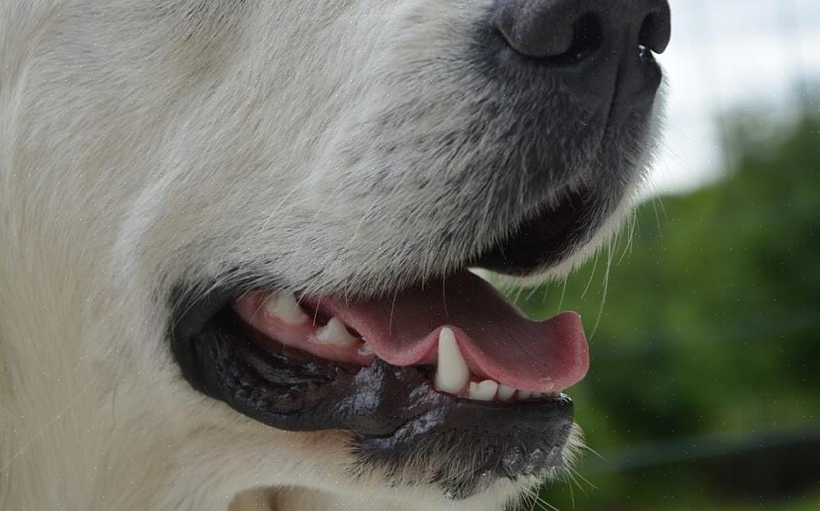 Kuinka usein koirasi tarvitsee hampaidensa puhdistamista