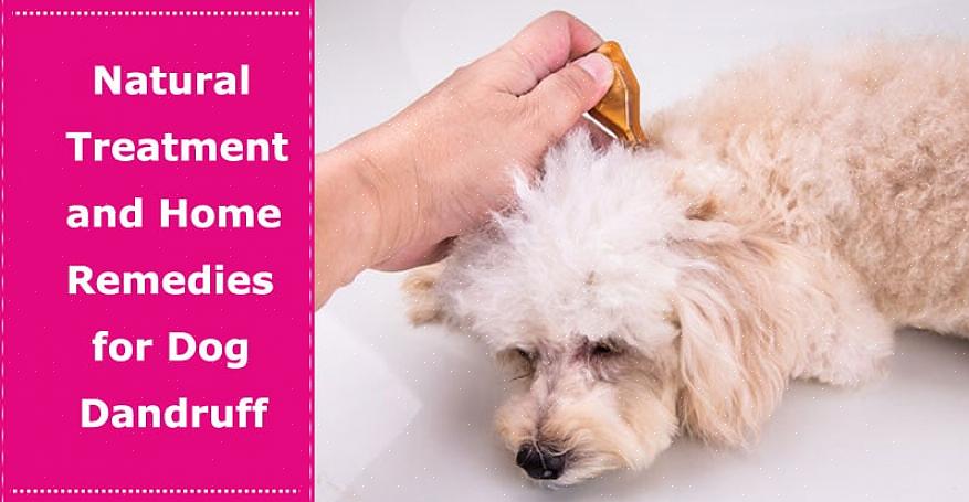 Tavallisen lemmikkishampoon sijaan yritä shampoaa lemmikkisi hilsettä ehkäisevällä shampoolla