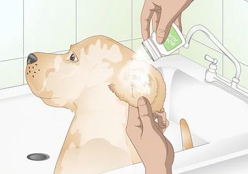 Leikkaa mahdollisimman paljon hiuksia koirasi korvasta