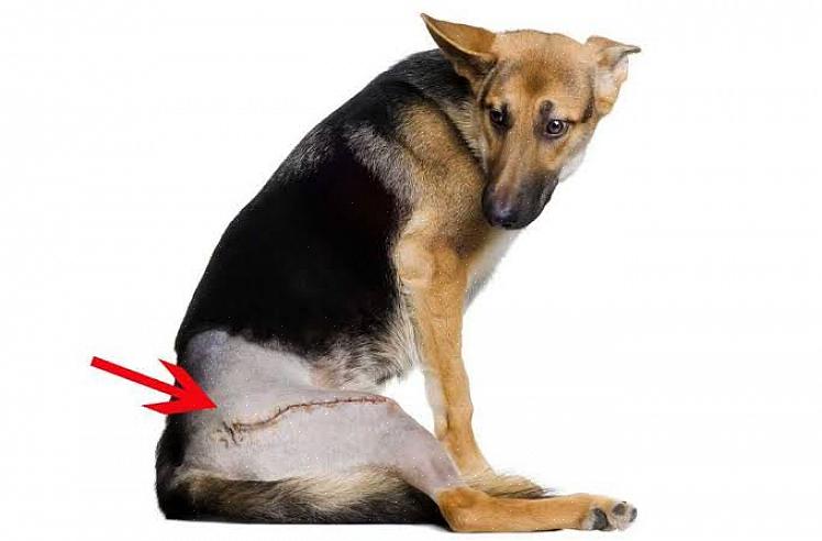 Koiran lonkkadysplasian diagnoosi on helppoa
