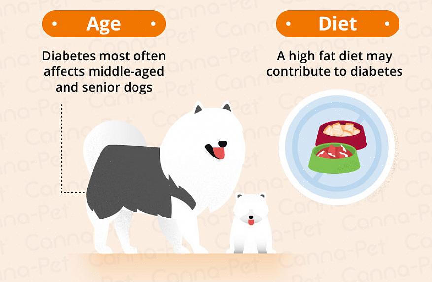 Diabetes koirilla voi esiintyä kaiken ikäisinä