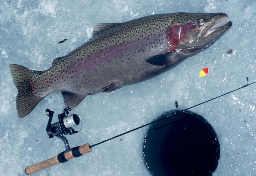 Miten kirjolohen kalastusta säännellään osavaltiossasi tai maakunnassasi