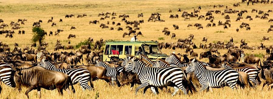 Tansaniassa asuu eräitä Afrikan suurimmista villieläimistä maassa