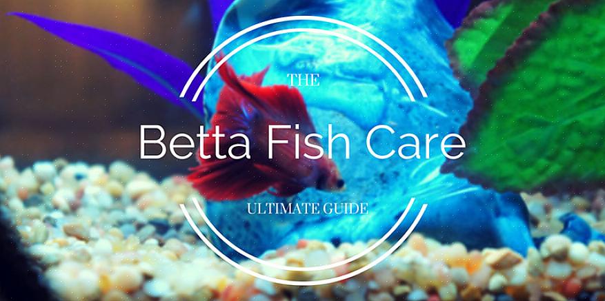 Markkinoilla on useita Betta-kalaruokien kaupallisia valmisteita