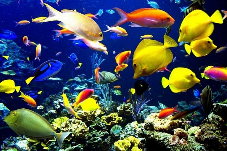 Pienet makean veden kalat - Pienet makean veden kalalajikkeet ovat yleisimpiä akvaarioissa ympäri maailmaa