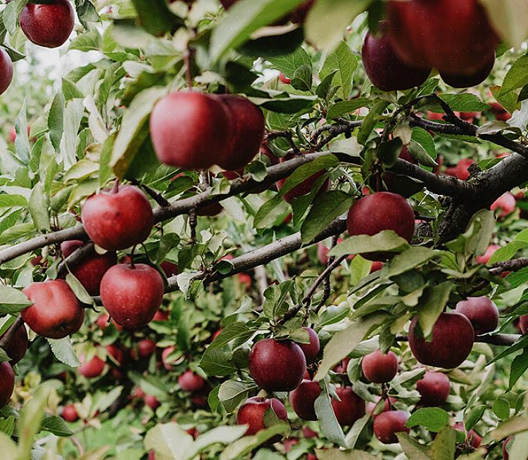 Tuoreiden hedelmien kysyntä Yhdysvalloissa on vauhdittanut useiden tuoreiden hedelmien toimitusyritysten