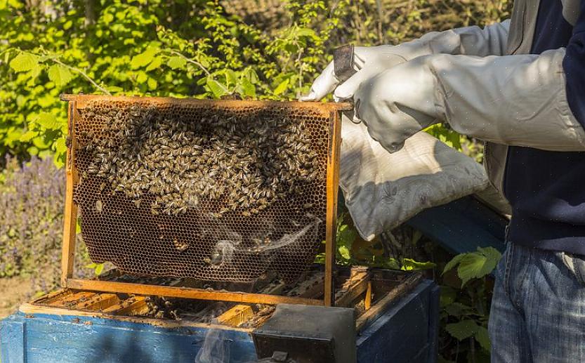 Jonka mehiläiset sijoittavat pesänsä hunajakennosoluihin
