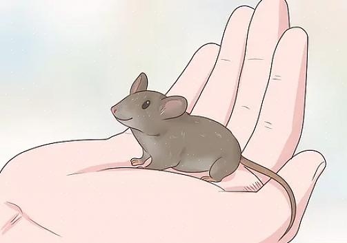 Voit käyttää aikaa tuntemaan lemmikkisi hiiren