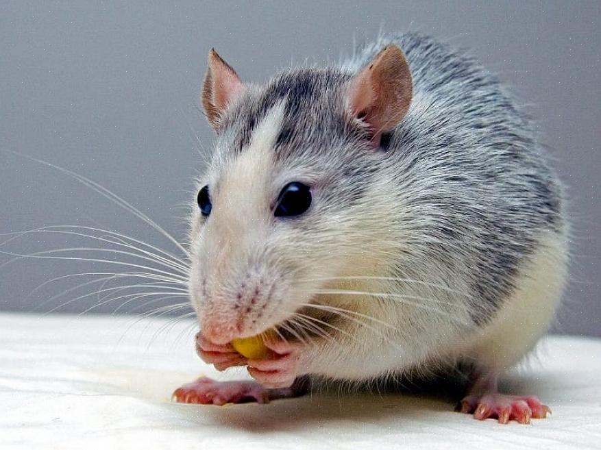 Löydät mitä hiiresi tai rotasi pitää parhaiten