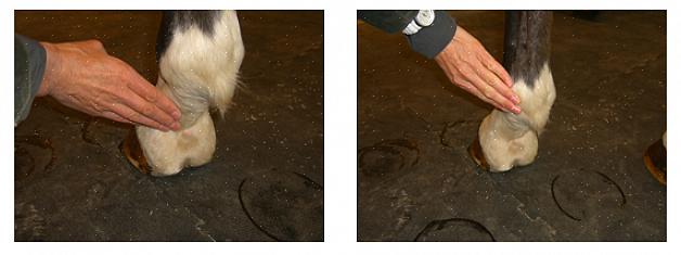 Digitaalinen pulssi on tapa mitata hevosen jalkoihin menevää verenkiertoa