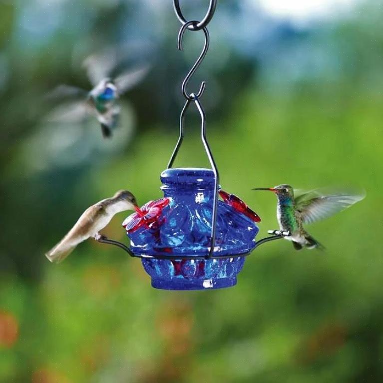 Tässä on joitain vihjeitä lasisten kolibri-syöttölaitteiden käytöstä
