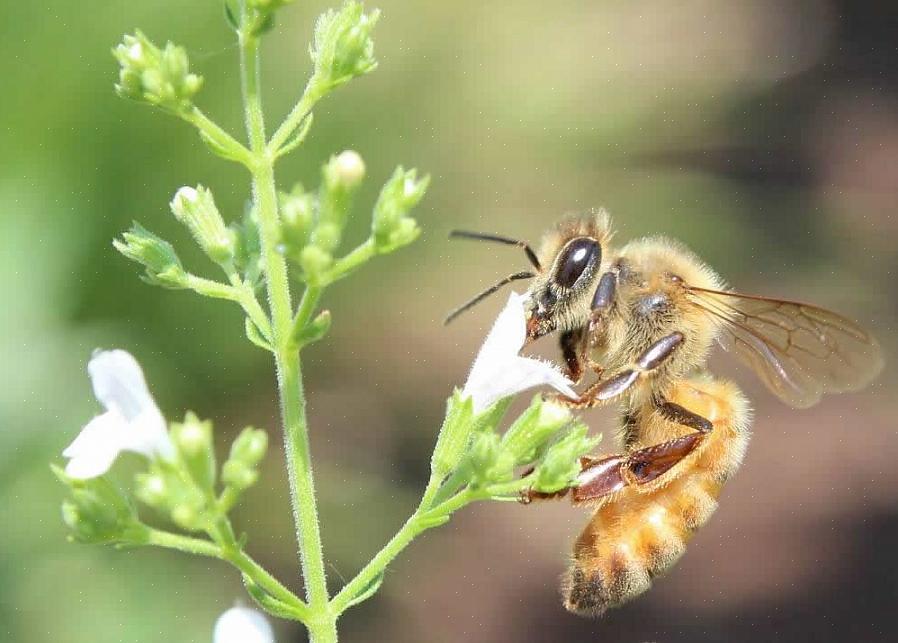 Joka eristää mehiläishoitajan mehiläispesälaatikkoon