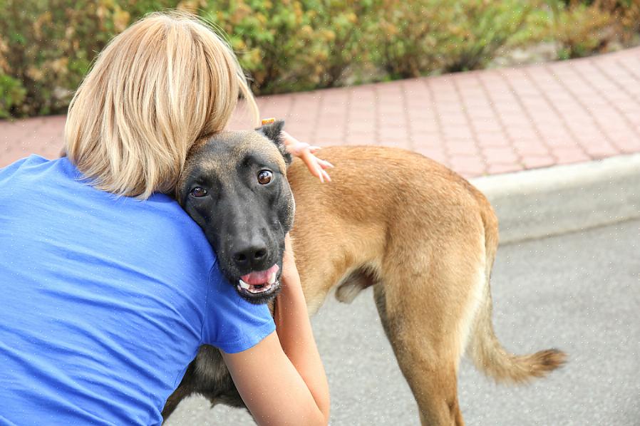 Ota yhteyttä SPCA