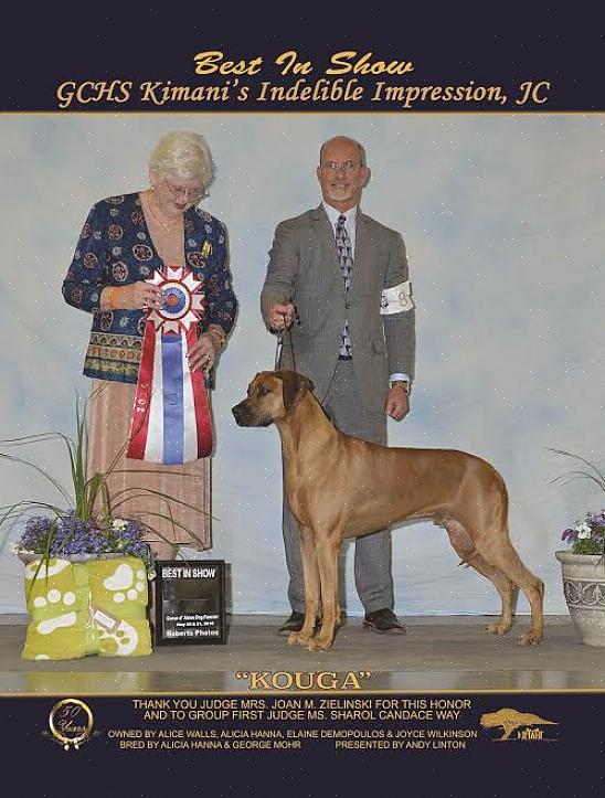 AKC tai European Kennel Club mainostaa puhtaita koiria