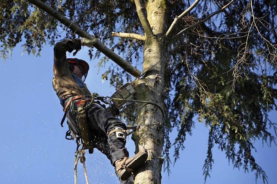 Hanki sertifikaatti - Arboristilla on oltava sertifikaatti voidakseen toimia tällä alalla